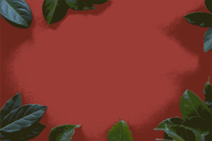 anaislewkowicz  GIF