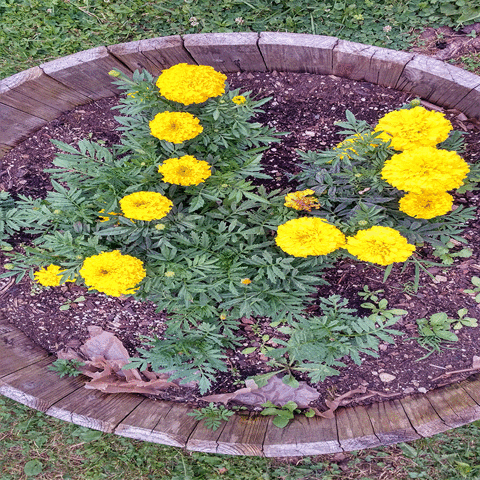 Tepbian_Kord art nature fail flowers GIF