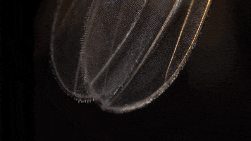 fruit fly 4k GIF by PBS Digital Studios
