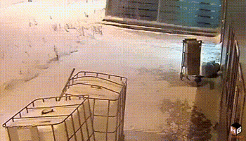 sarcamefluent  GIF