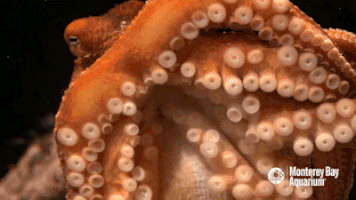 red octopus GIF by Monterey Bay Aquarium