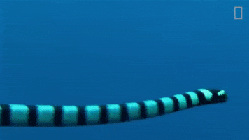 national geographic swimming GIF by Nat Geo Wild