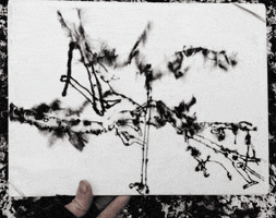 rolfschroeter  GIF