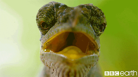 giphy.gif?cid=790b7611a45a29633e7f7119c0