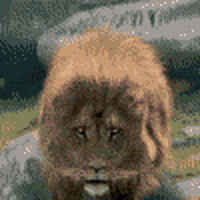alain  GIF