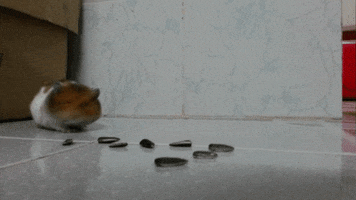 eagle  GIF