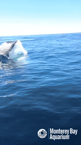 humpback whale hello GIF by Monterey Bay Aquarium