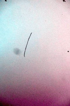 face  GIF