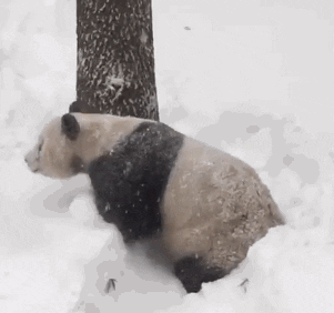 Rolling Tian Tian GIF - Find & Share on GIPHY