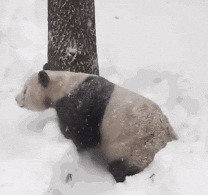 rolling tian tian GIF