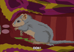 rat working GIF by South Park 
