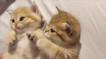 nikolai_dragneel cat cute cats kitty GIF