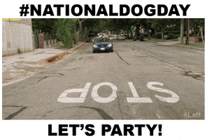 Driving Dog Day GIF by Laff