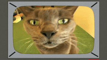 cat television GIF by South Park 