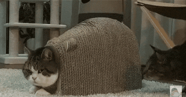 mrperkele #perkele #cat #funny #funland GIF