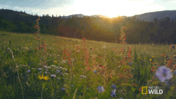 landscape dreaming GIF by Nat Geo Wild 