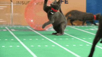cat jumping GIF by Hallmark Channel