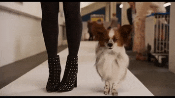 Dance Dog GIF by Show Dogs Movie