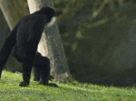 Wildlife gif. Two capuchin monkeys, one black, one white, hop over to each other and share a hug.