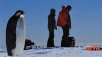 artefr-antarctique-26xBIWJL7umFN6NkA