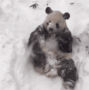 Wildlife gif. A panda is laying on its back in mounds of snow and gleefully pulling snow onto its body as it rolls and kicks its leg.