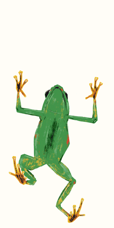 Image result for frog gifs