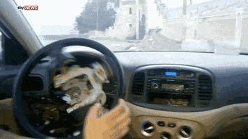 qore  GIF