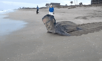 mitch mcconnell republicans GIF