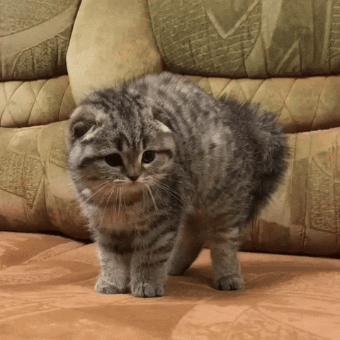 fluffy cat gifs get