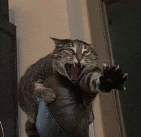 Cat Please GIF