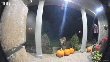 Halloween Deer GIF by Storyful