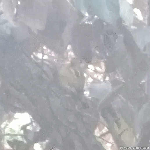 Tree Chipmunk GIF