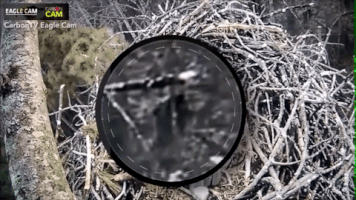 georgemills-9cd1 bigfoot GIF