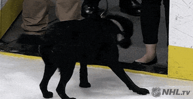 happy ice hockey GIF by NHL