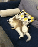 Cats Cuddle GIF by JustViral