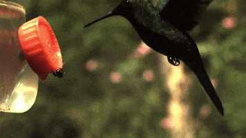 Hummingbird Utsc GIF by University of Toronto Scarborough (UTSC)