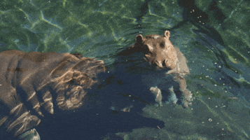 Pool Party Swimming GIF by San Diego Zoo Wildlife Alliance