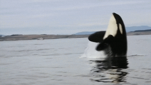 https://media2.giphy.com/media/2Cce6hv9NcFTW/giphy.gif?cid=790b7611fa55ec151917ecbb4fed7ecbd575306b1174bc76&amp;rid=giphy.gif&amp;ct=g