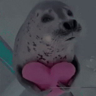 Seal GIF