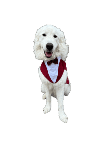 Funny Dog Sticker