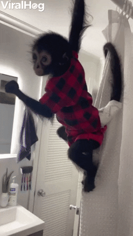 Monkey Climbs On Shower Curtain GIF by ViralHog