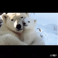 polar bear GIF by GoPop