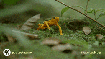 Pbs Nature Hello GIF by Nature on PBS