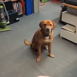 dog fetch GIF by HuffPost