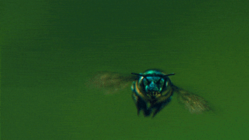 pollination GIF by TED