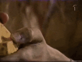 joakimnordgren varan-tv GIF