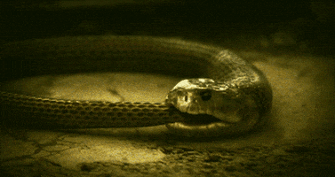 tail serpent GIF