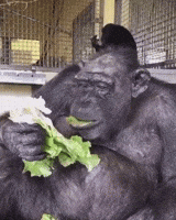 Monkey GIFs - Get the best GIF on GIPHY