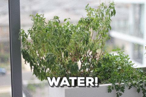 The Alluring Magickal Properties of Basil 5 basil water gif