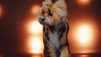 Best In Show Dog GIF by ABC Network